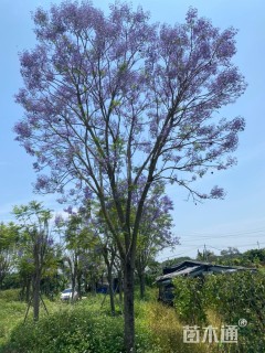 25公分蓝花楹