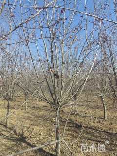 高度450厘米冬红果海棠