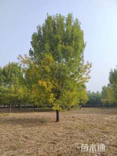 18公分速生白蜡