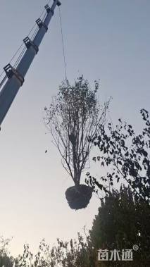 高度500厘米丛生暴马丁香