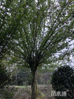 15公分垂丝海棠