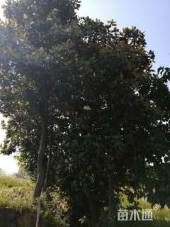 15公分耐寒广玉兰