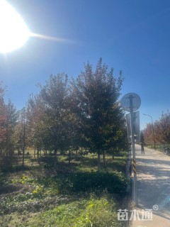 13公分美国红枫