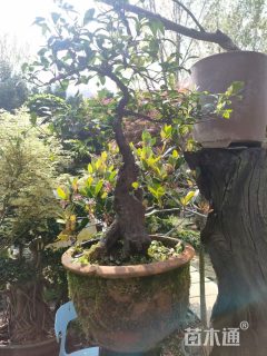 高度80厘米金弹子