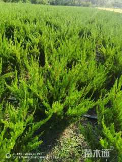 冠幅50厘米龙柏球