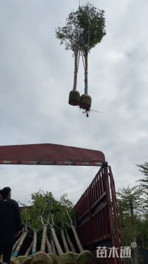 10公分黄山栾树