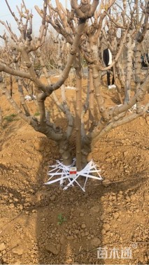 高度150厘米蜡梅