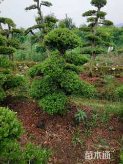 20公分造型赤楠