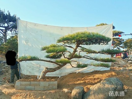 22公分造型油松