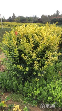 冠幅80厘米金叶女贞球