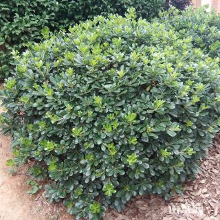 冠幅100厘米小叶黄杨球