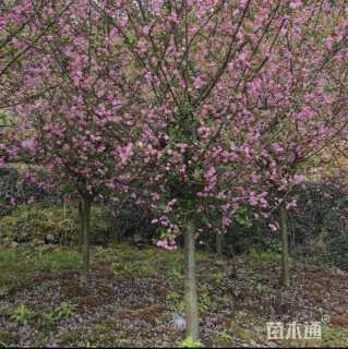 14公分垂丝海棠