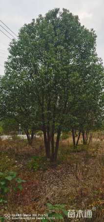 70公分多杆香樟