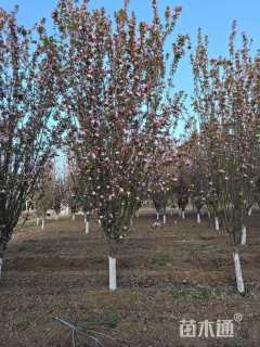 20公分西府海棠