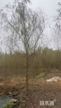 15公分垂柳