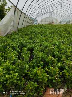 高度20厘米金边黄杨