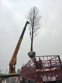 19公分墨西哥落羽杉