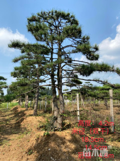 14.5公分造型油松