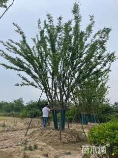 80公分(5杆)丛生榉树