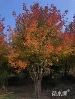 高度750厘米丛生红枫