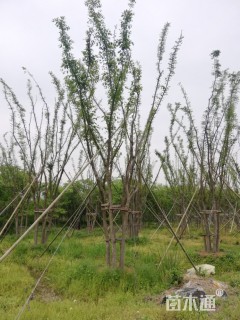 40公分丛生榉树