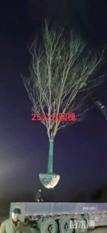 25公分国槐
