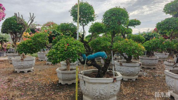 20公分造型三角梅