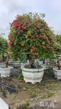 高度300厘米三角梅