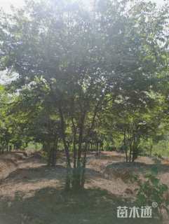 60公分丛生榉树