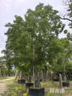 30公分(4杆)丛生乌桕