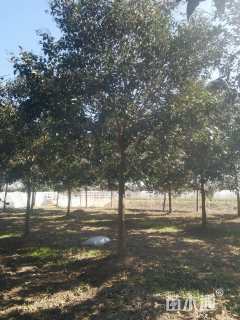 16公分大叶女贞