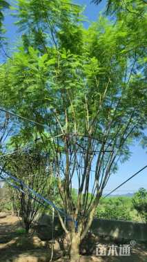 25公分(5杆)丛生蓝花楹