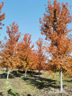 12公分美国红枫