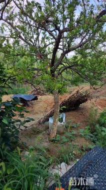 高度220厘米果石榴