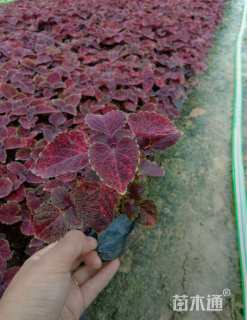 高度25厘米彩叶草