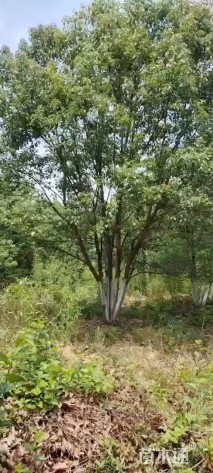 70公分(5杆)丛生香樟