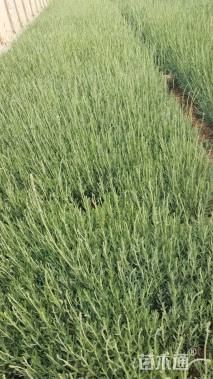 高度30厘米薰衣草