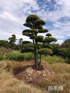 30公分造型榆树