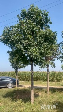 15公分楸树