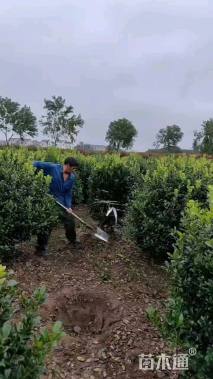 冠幅150厘米无刺枸骨球