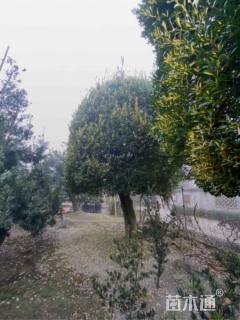 高度600厘米大叶黄杨