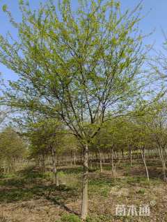 18公分朴树