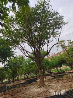 高度2200厘米牡丹