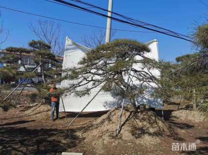 高度300厘米黑松