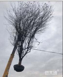 27公分木瓜海棠