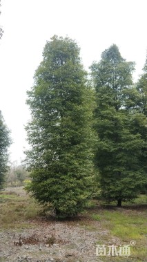 25公分金丝楠木