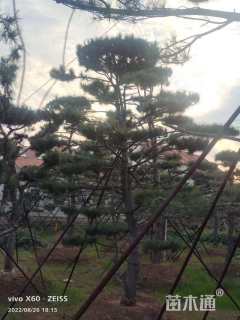 30公分造型黑松