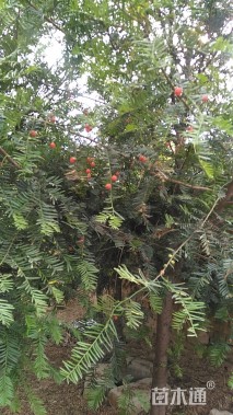 7公分南方红豆杉