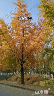 30公分嫁接银杏