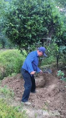 高度300厘米丛生桂花